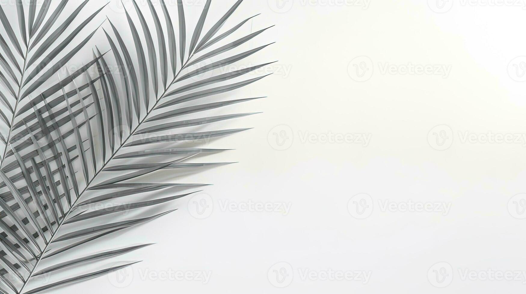 Abstract natural concept white wall with blurred palm leaf shadow Space for text overlay effect for design. silhouette concept photo