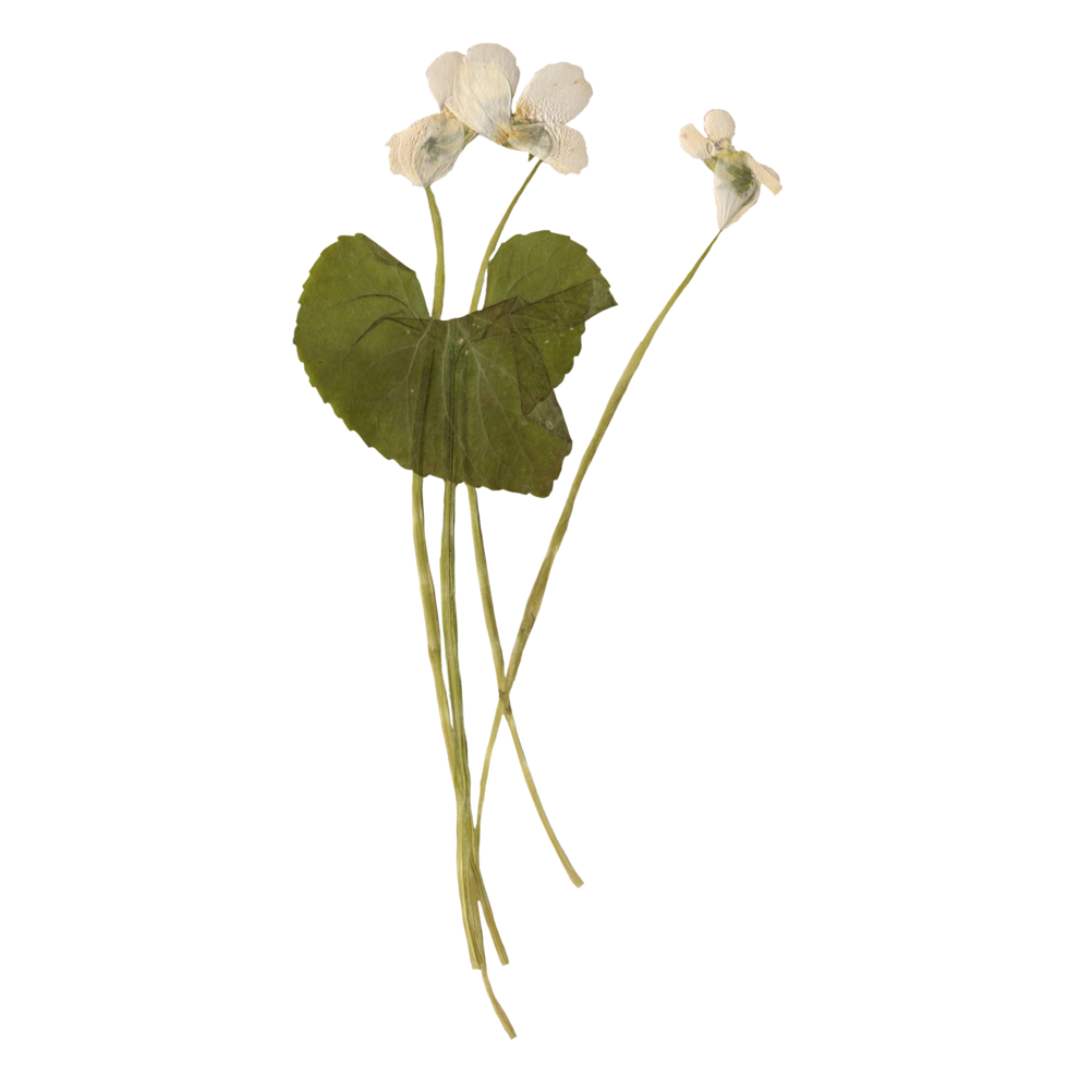 Isolated Pressed and dried White flower. Aesthetic scrapbooking Dry plants png