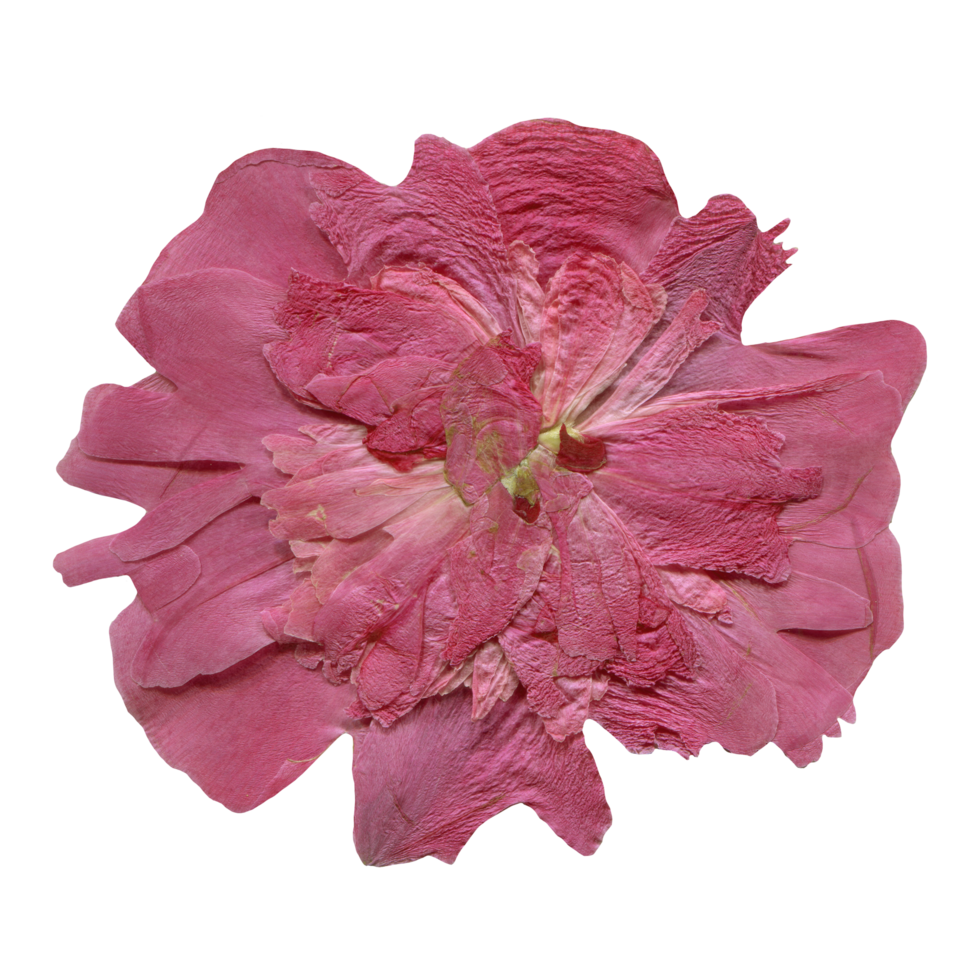 Isolated Pressed and dried Pink Peony flower. Aesthetic scrapbooking Dry plants png