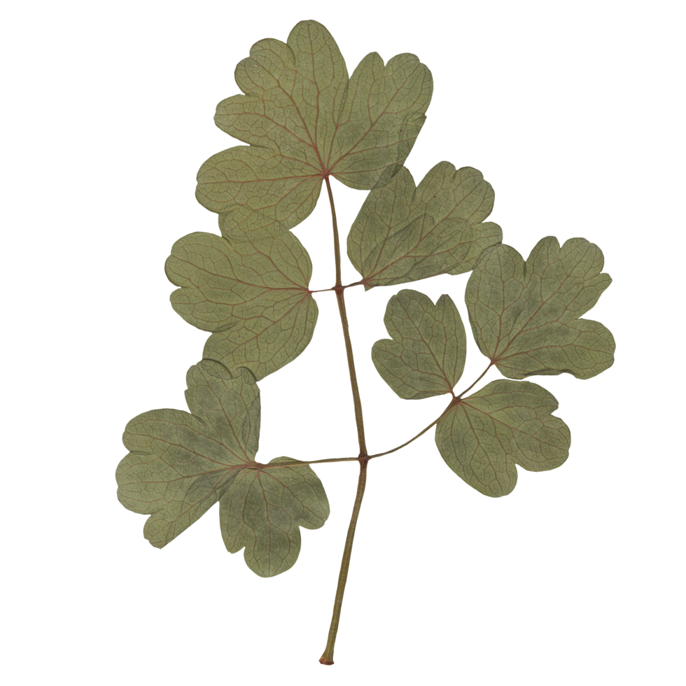 Isolated Pressed and dried Leaf. Aesthetic scrapbooking Dry plants png