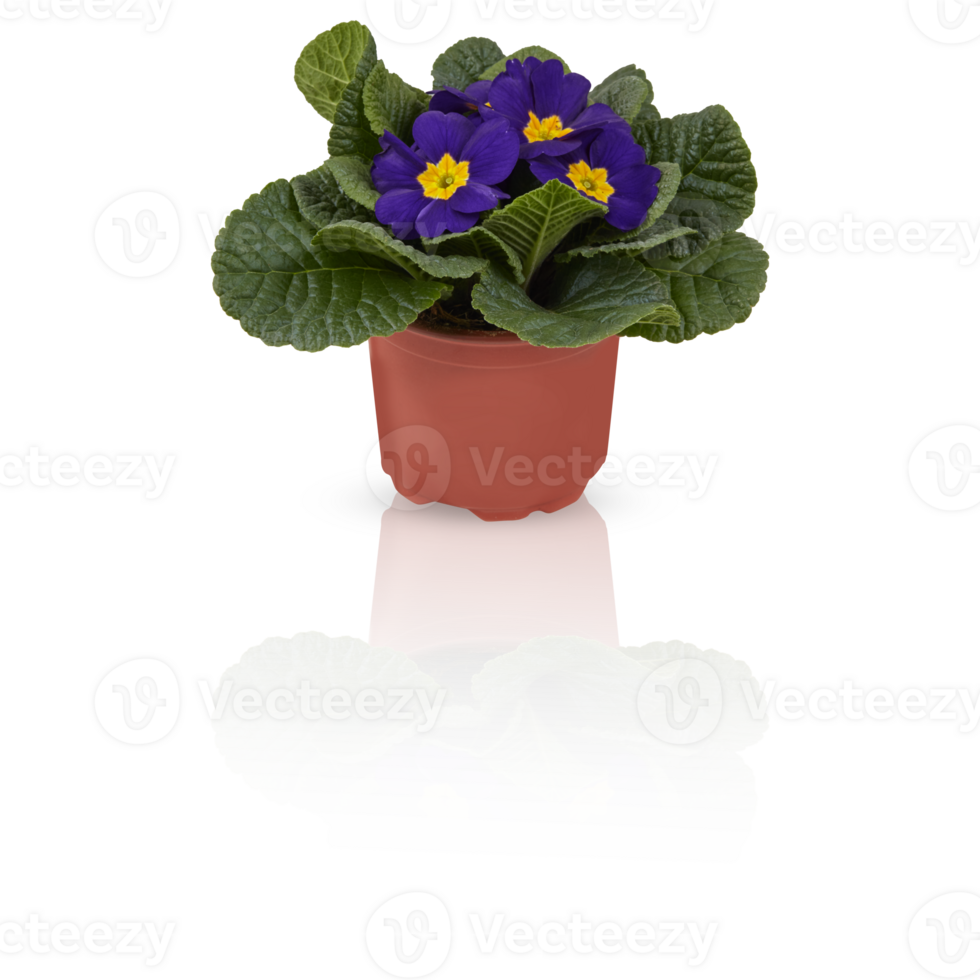 primrose primula flowers in full bloom Bushes in pots decorate the balcony cut out isolated transparent background png