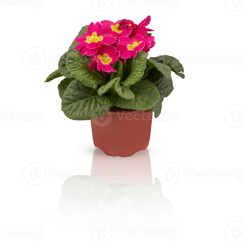 primrose primula flowers in full bloom Bushes in pots decorate the balcony cut out isolated transparent background png