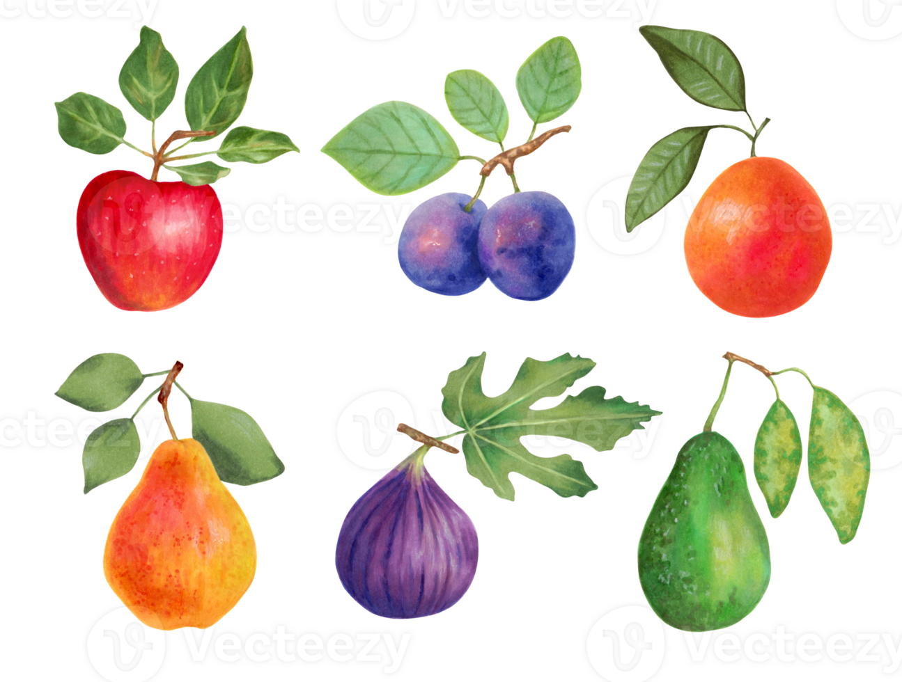 Fruit set.Apple, plums, grapefruit, pear, figs, avocado. Fresh food, healthy food concept.All elements are isolated and editable. Hand-drawn illustration with markers and watercolor. png