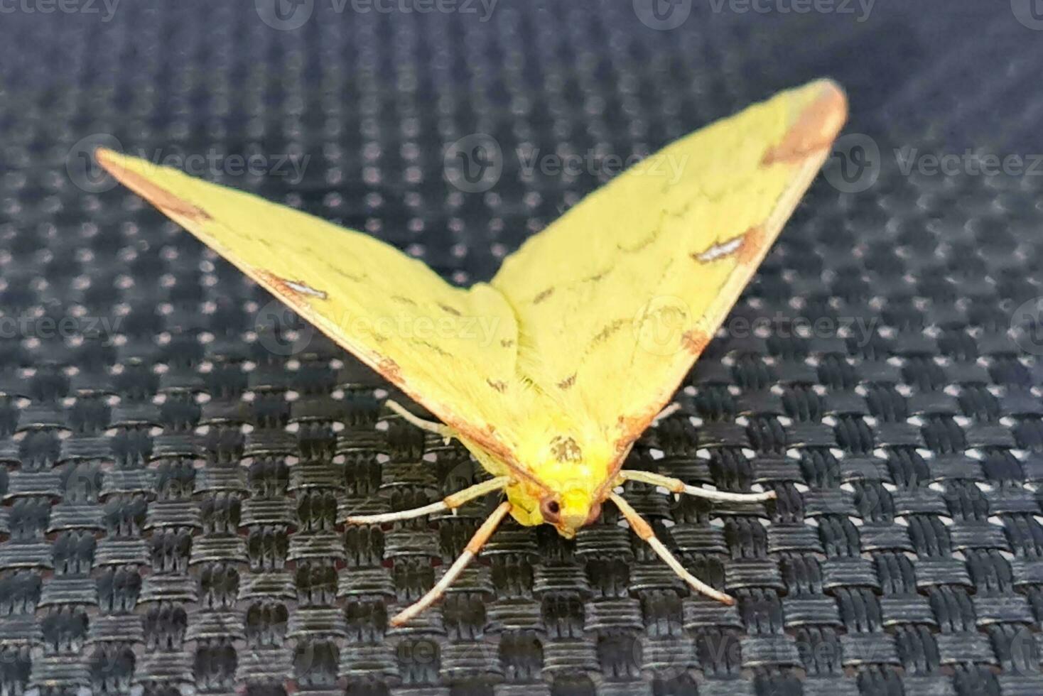 Beautiful Yellow Baby Moth Butterfly photo