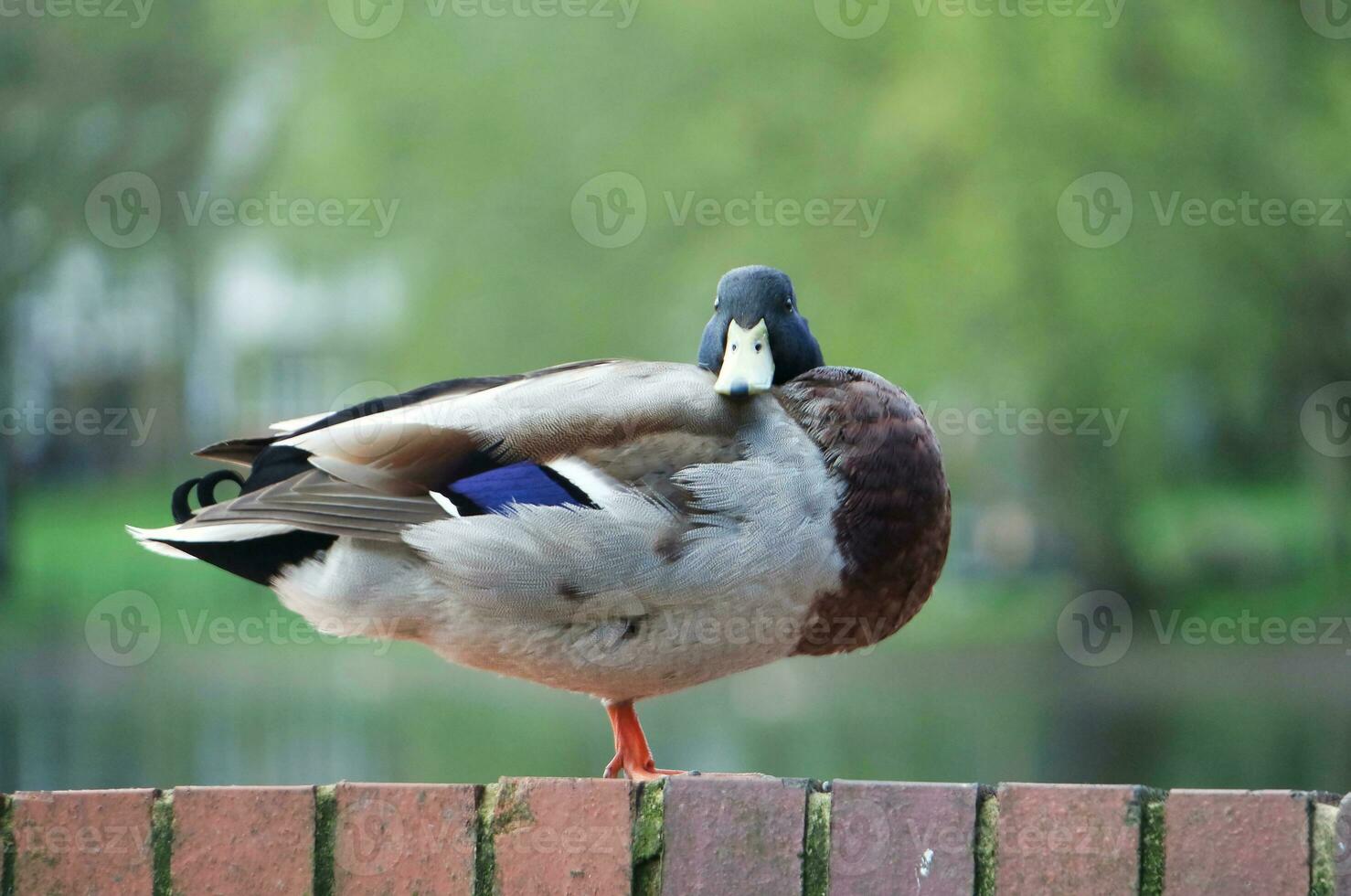 Cute Water Bird at Local Public Park's Lake of Bedford City of England Great Britain, UK. Image Was Captured on April 22nd, 2023 photo