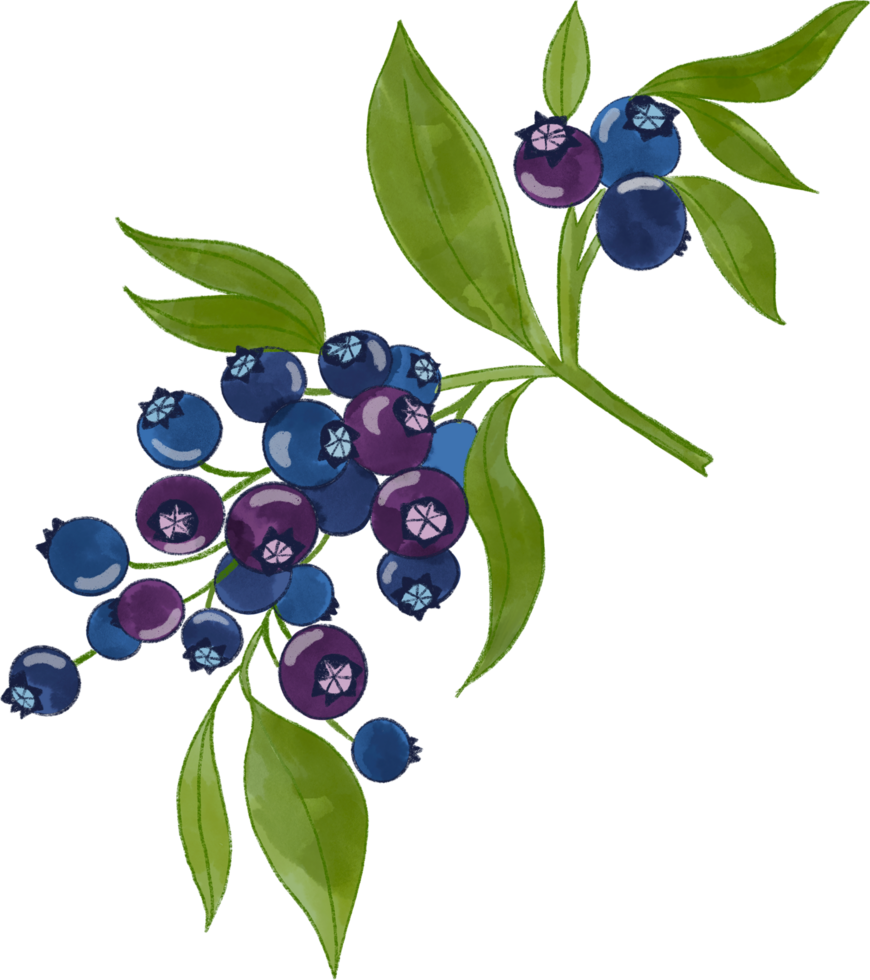 Charming Petals Flower isolated elements png