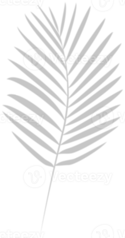 palm leaf icon on transparent background png