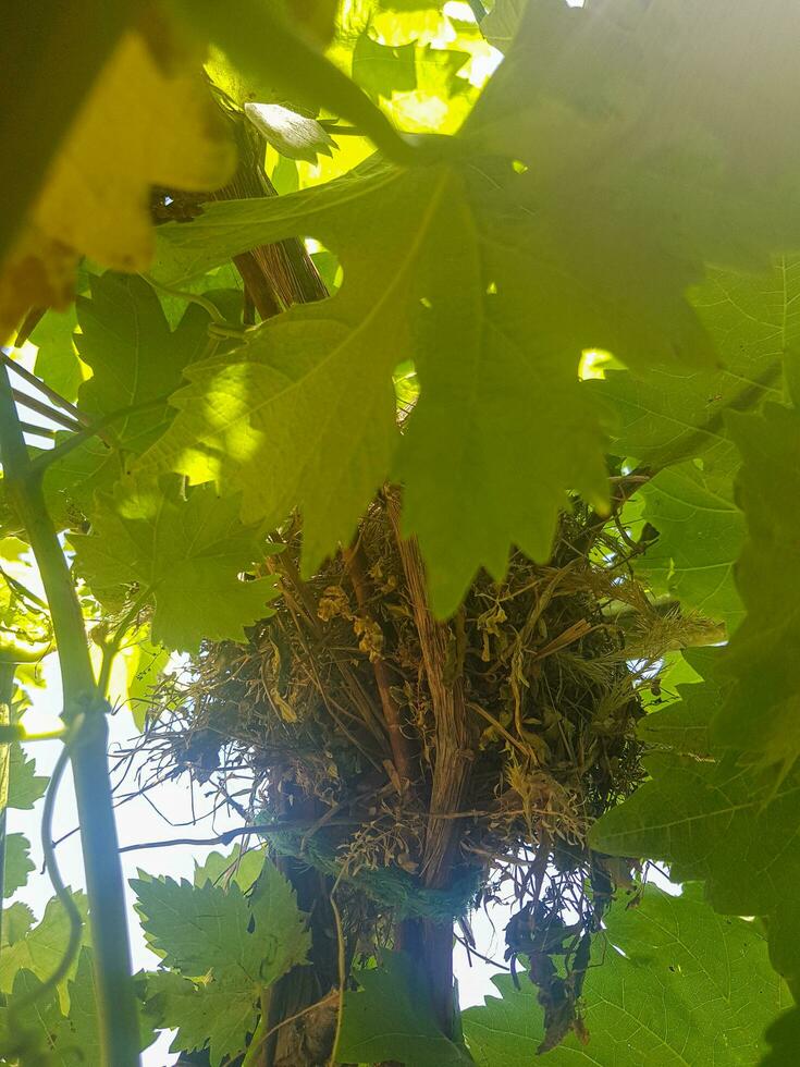 Bird nest on a branch of a vine photo