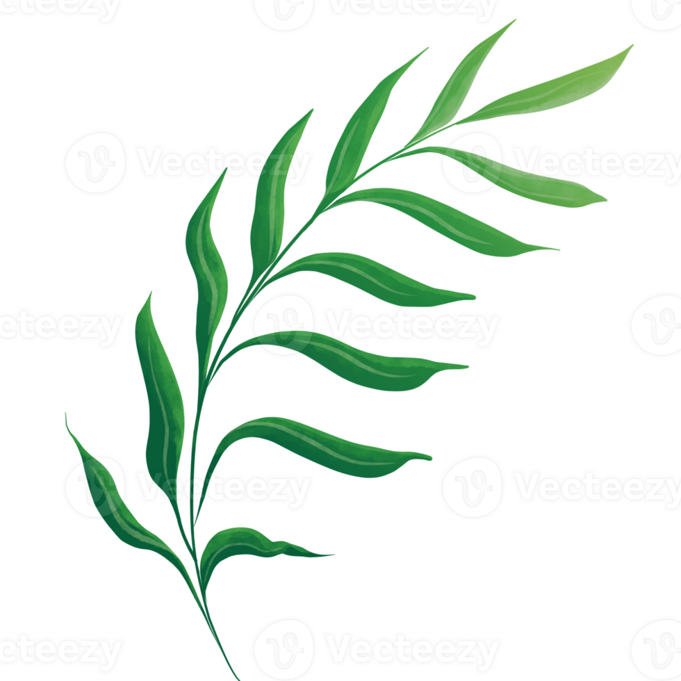 Green Leaf Watercolor png