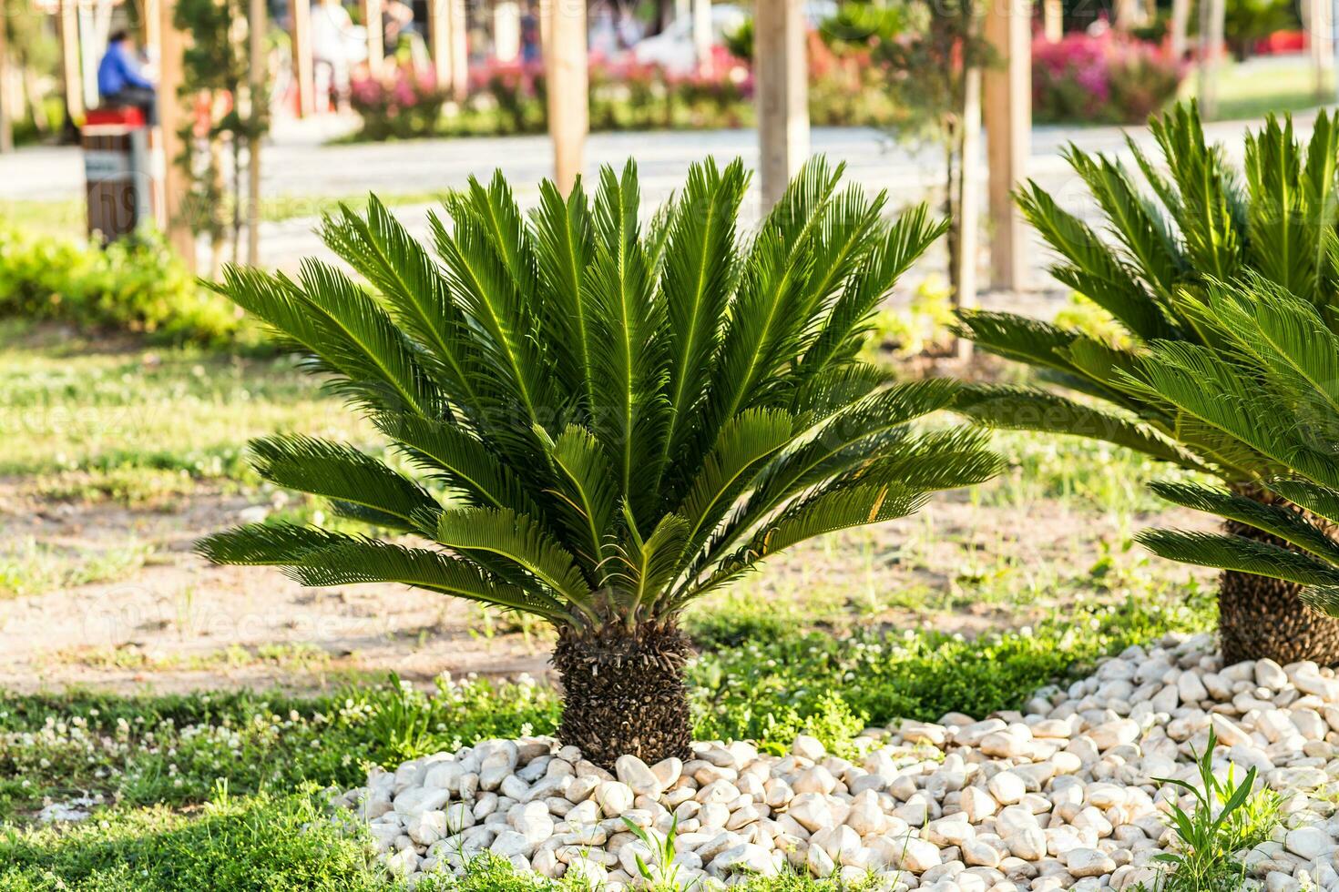 small palm tree photo