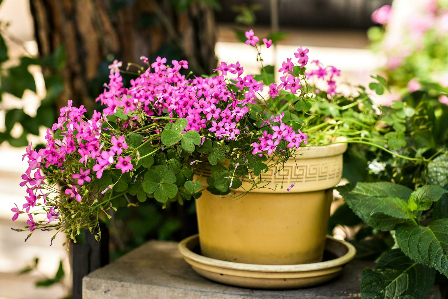 flower in pot photo