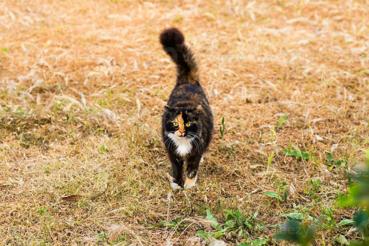 cat on the street photo