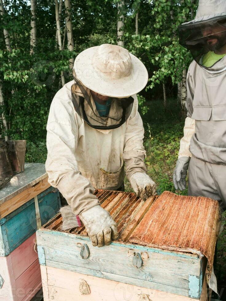 Beekeeper removing honeycomb from beehive. Person in beekeeper suit taking honey from hive. Farmer wearing bee suit working with honeycomb in apiary. Beekeeping in countryside - organic farming photo