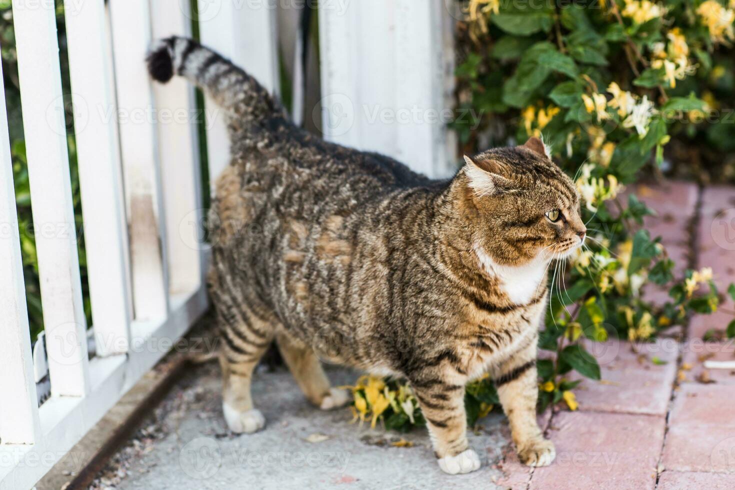 fat lazy cat photo