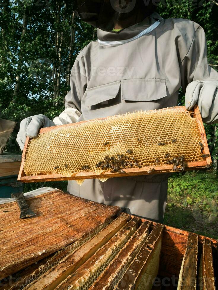 Male beekeeper working in his apiary on a bee farm, beekeeping concept photo