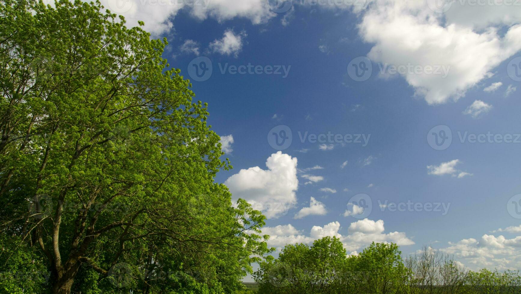 Green trees and white clouds photo