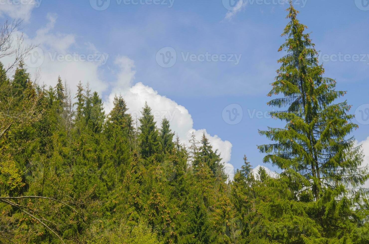 High forest trees photo