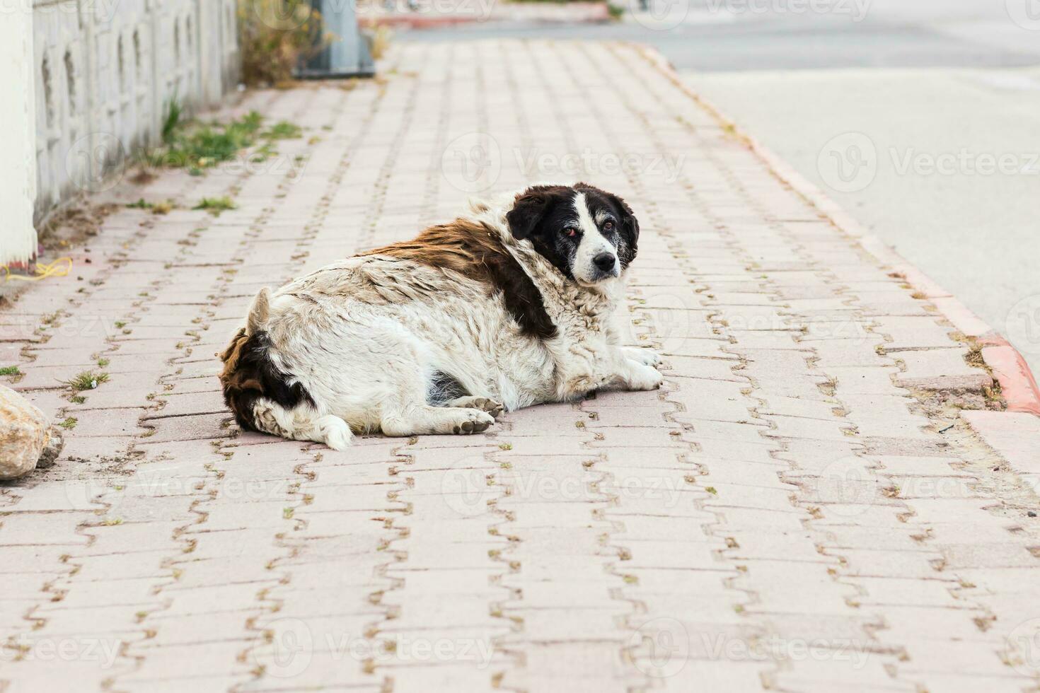 Old dog on the street photo