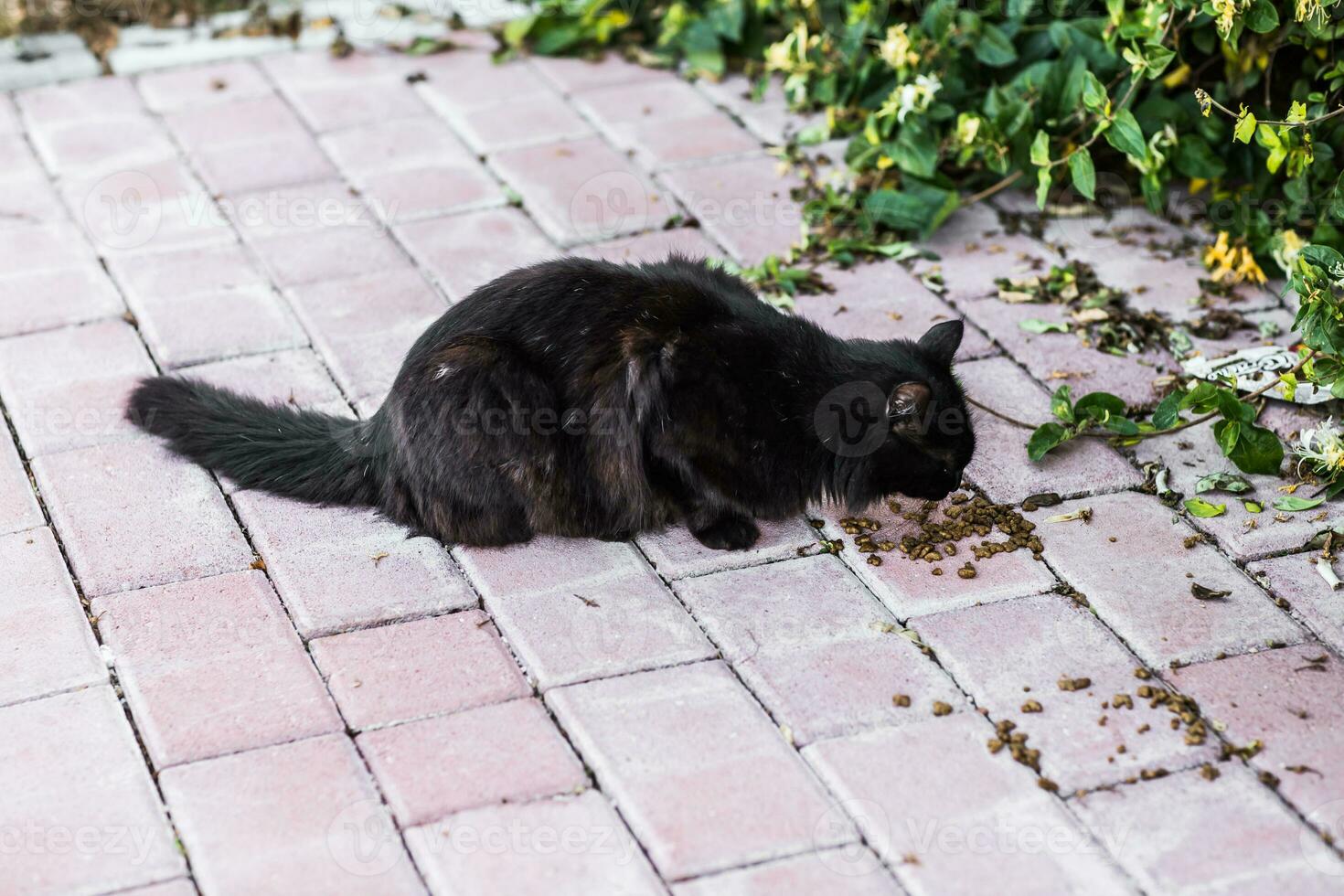 gato en la calle foto