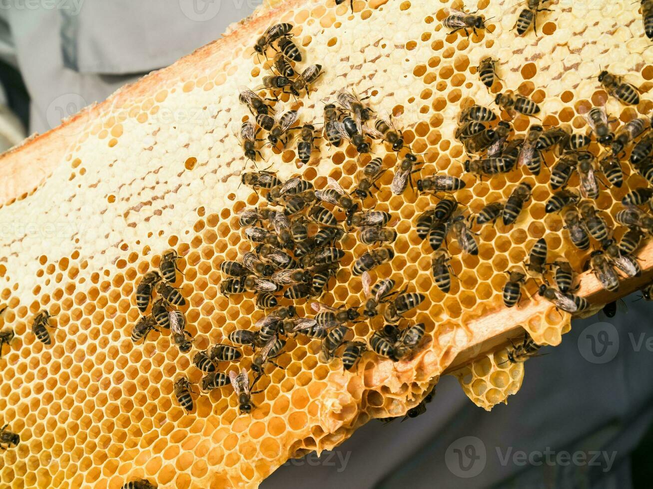 Bee honeycombs with honey and bees. Apiculture close up photo
