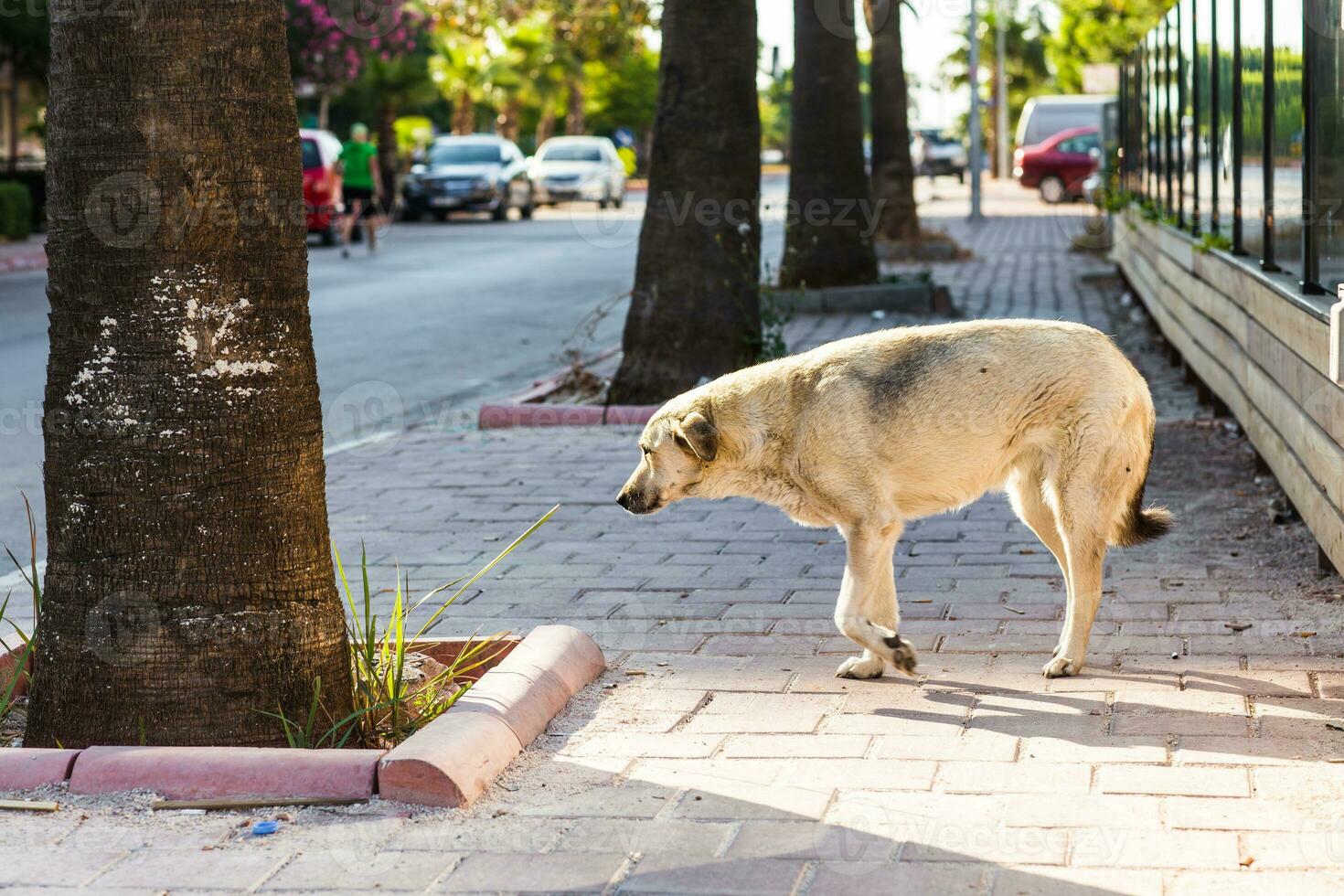 Homeless dog on the street to Istanbul photo