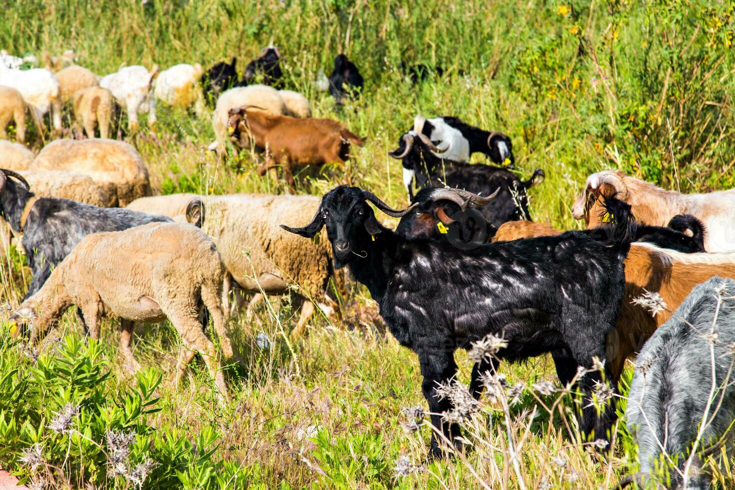 Turkey livestock, sheep and cattle on a farm photo