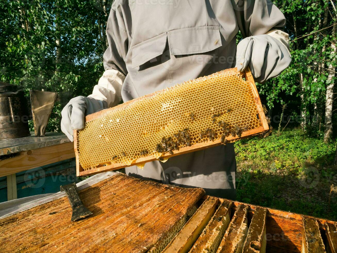 Beekeeper inspecting honeycomb frame at apiary at the summer day. Man working in apiary. Apiculture. Beekeeping concept. photo