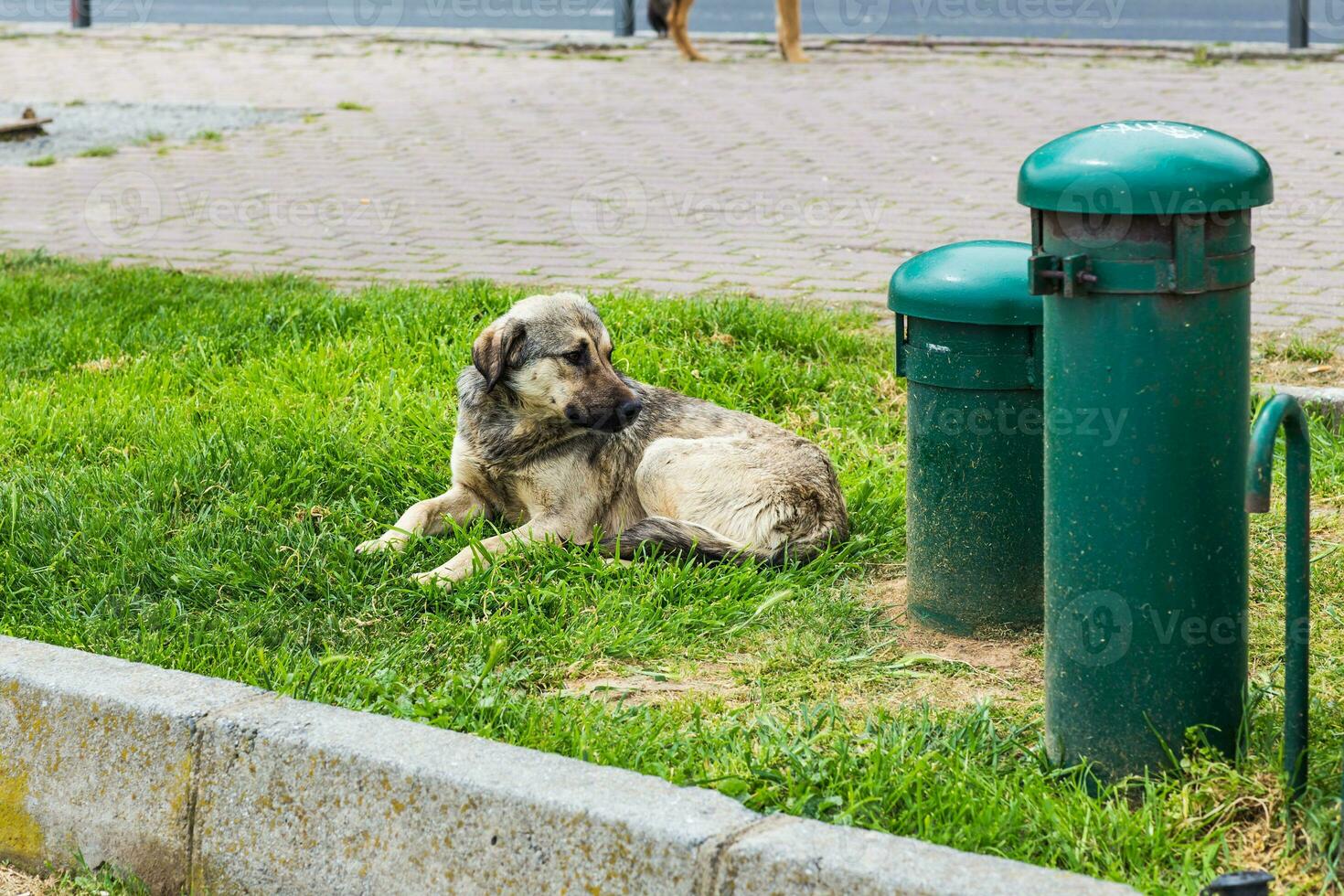 street dog lying photo