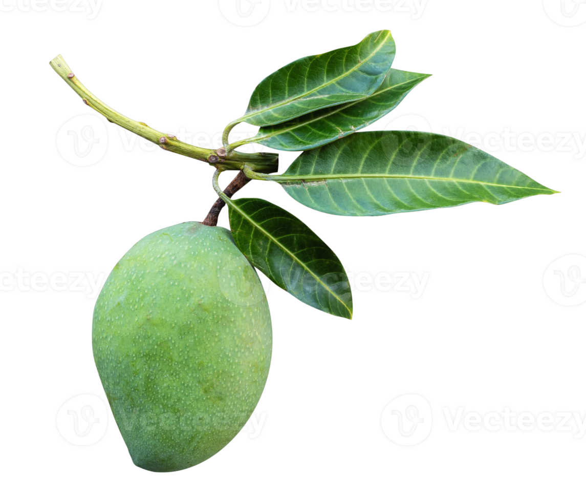 Green mango with leaf png