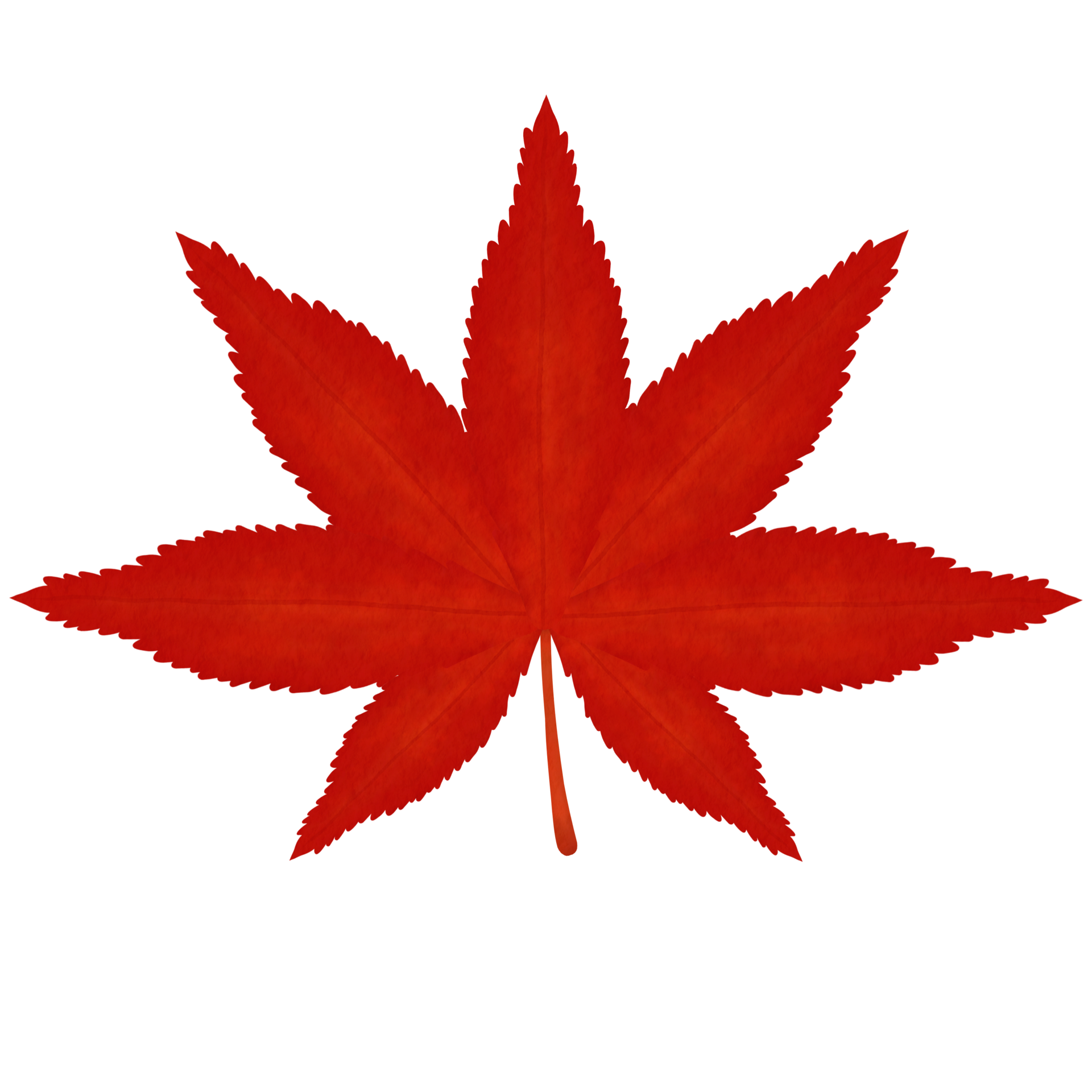 red-japanese-maple-leaf-watercolor-illustration-27389268-png