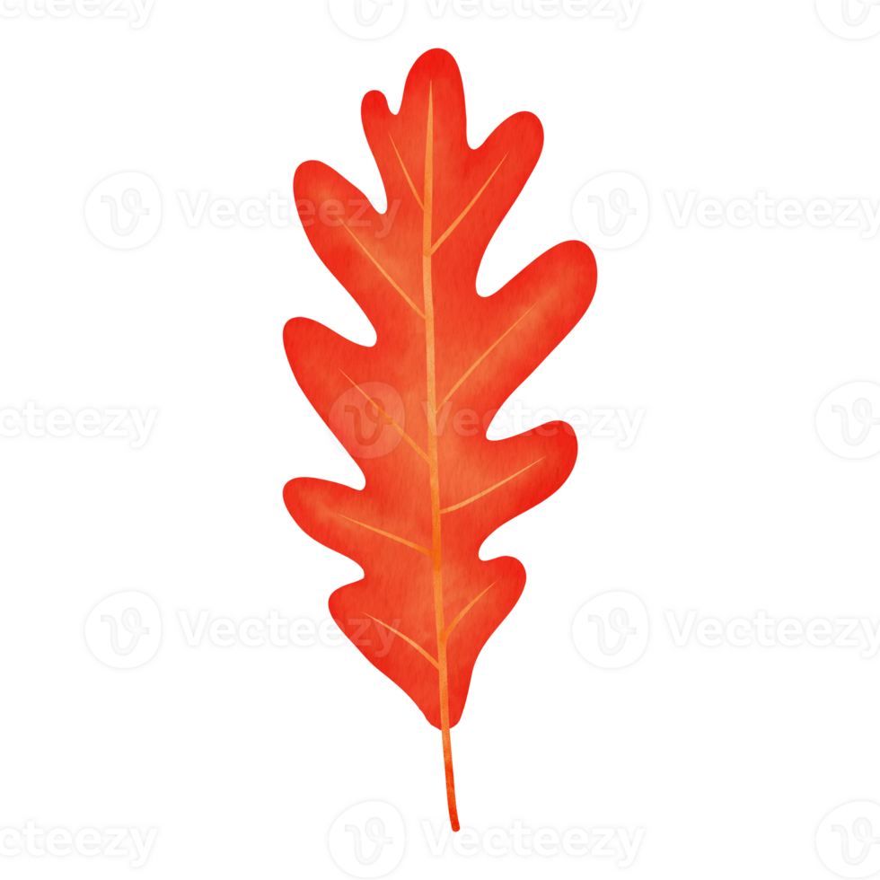Red White Oak Leaf Watercolor Illustration png