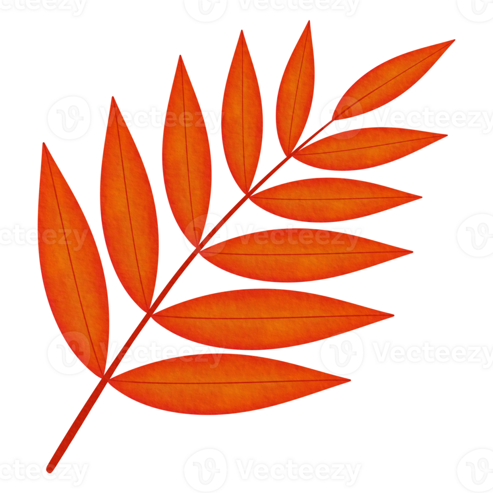 Red Orange Sumac Leaf Watercolor Illustration png