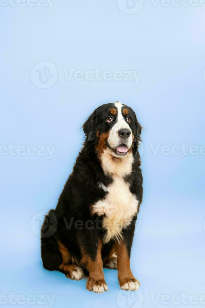 Studio shot of an adorable Saint Bernhard, standing on blue background. photo