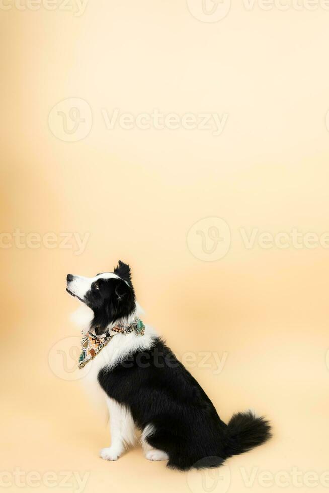 portrait of Border Collie sitting, isolated on orange background. photo