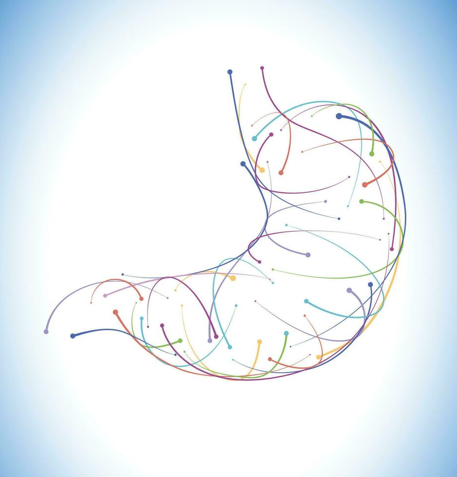 Illustration of colored lines and intersections of a modern style stomach on a white background. vector