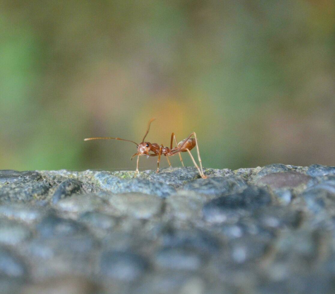 Ant still walked alone photo