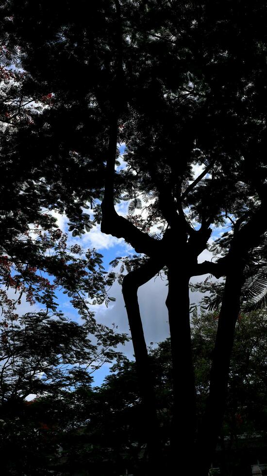 Abstract blurred background with tree and sky photo