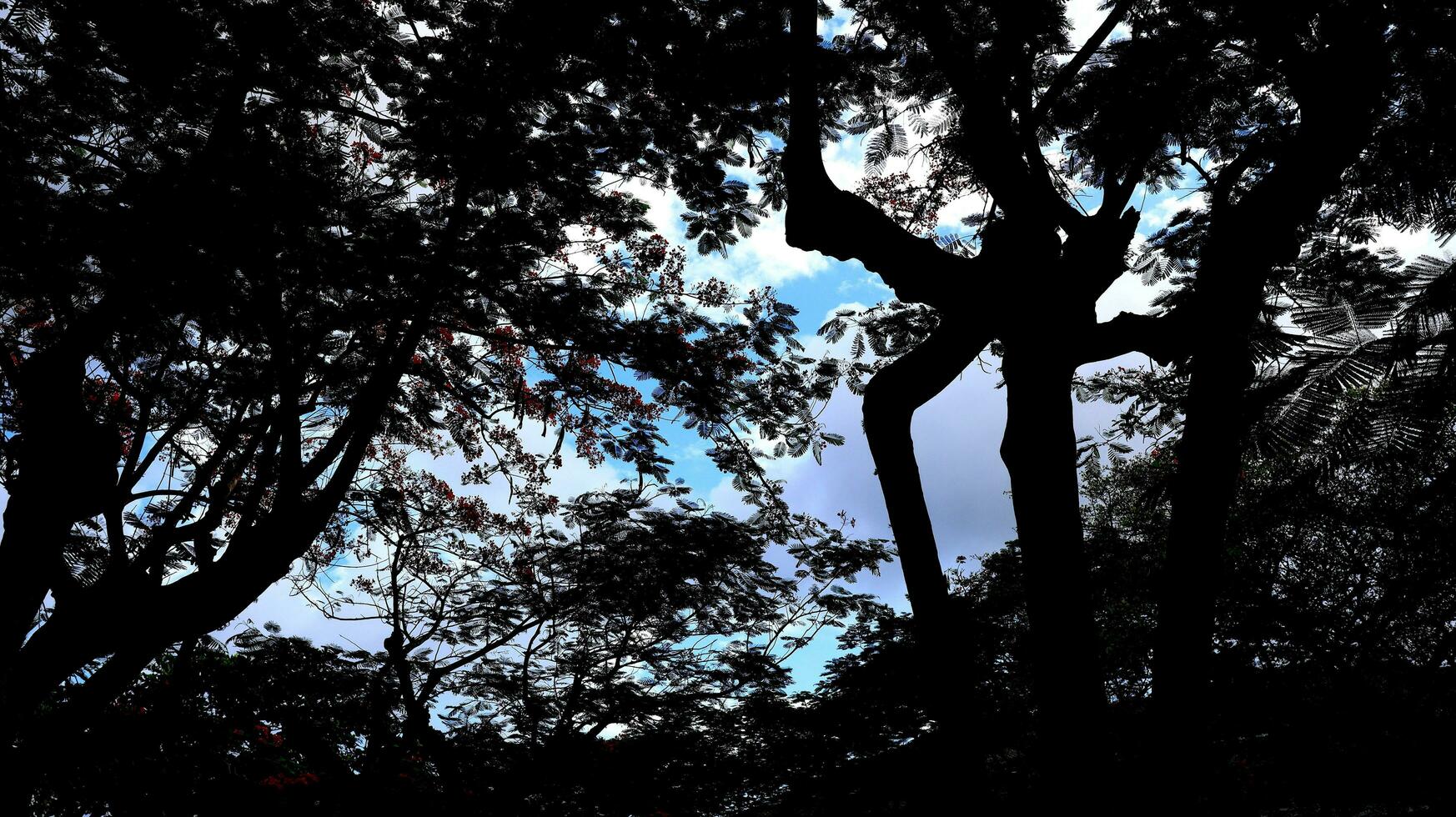 Abstract blurred background with tree and sky photo