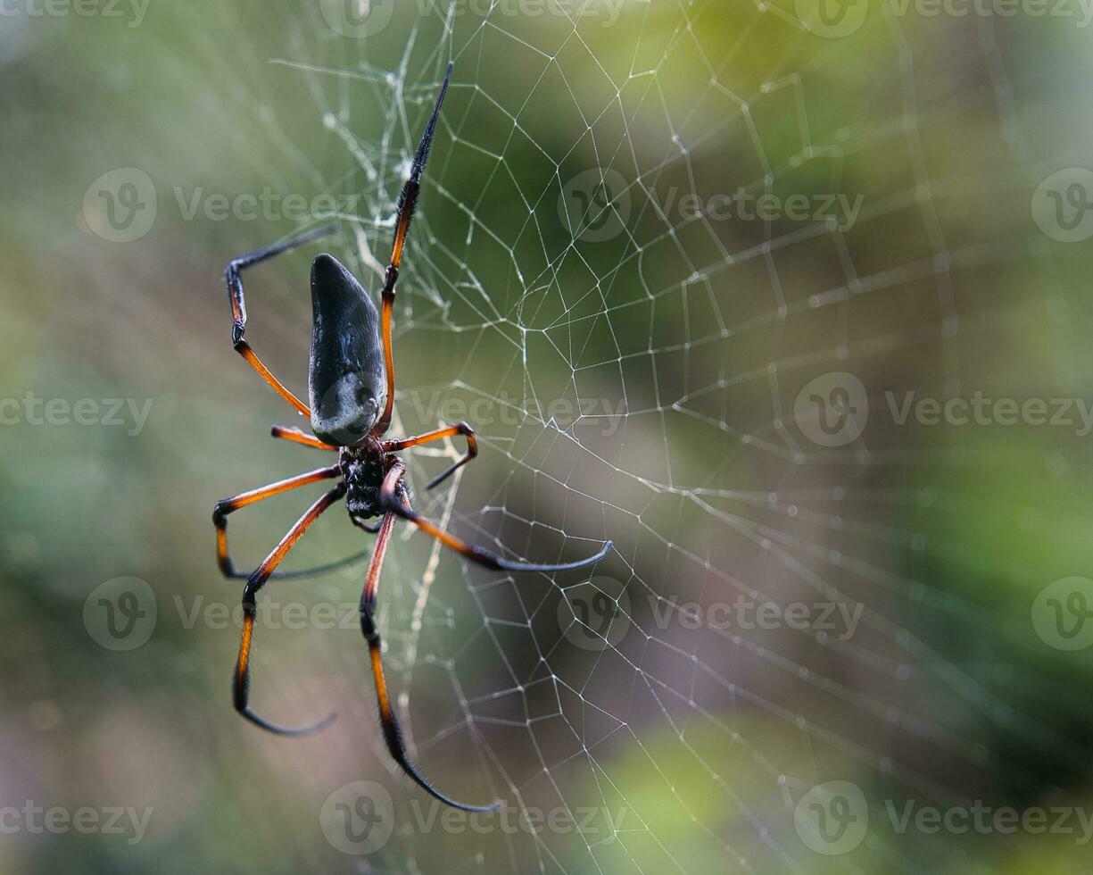 Seychelles palm spider on the web, beautiful black and gold colour, closeup shot, Mahe Seychelles photo