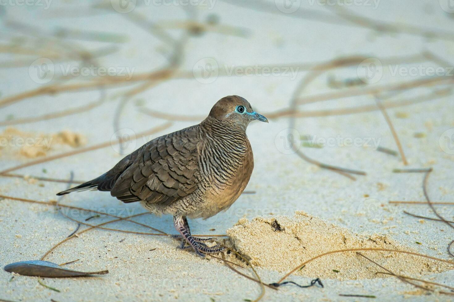 The Barred Ground Dove or Zebra Dove on the white sandy beach looking for food, Mahe Seychelles photo