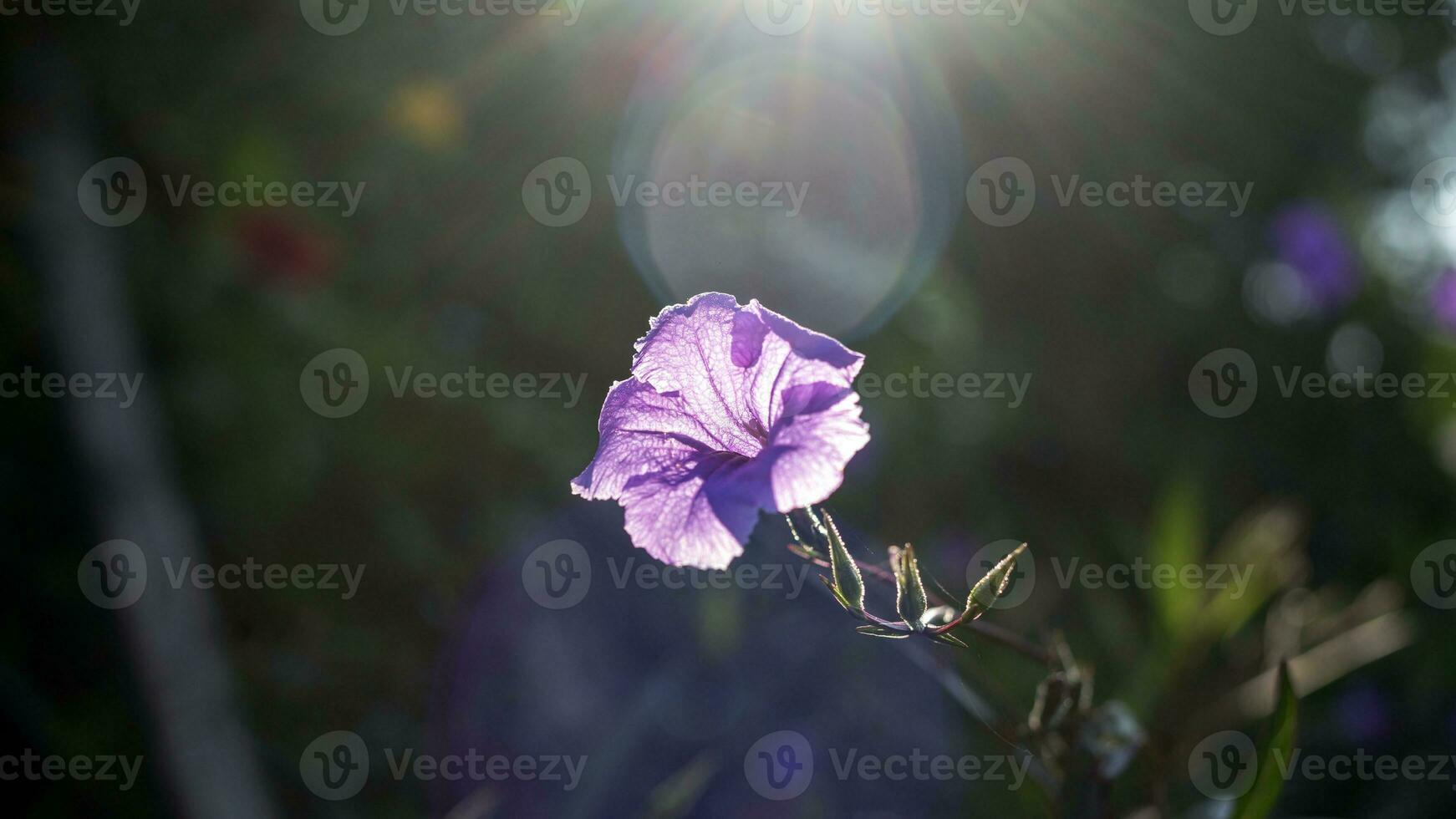 Purple Ruellia tuberosa flower beautiful blooming flower green leaf background. Spring growing purple flowers and nature comes alive photo