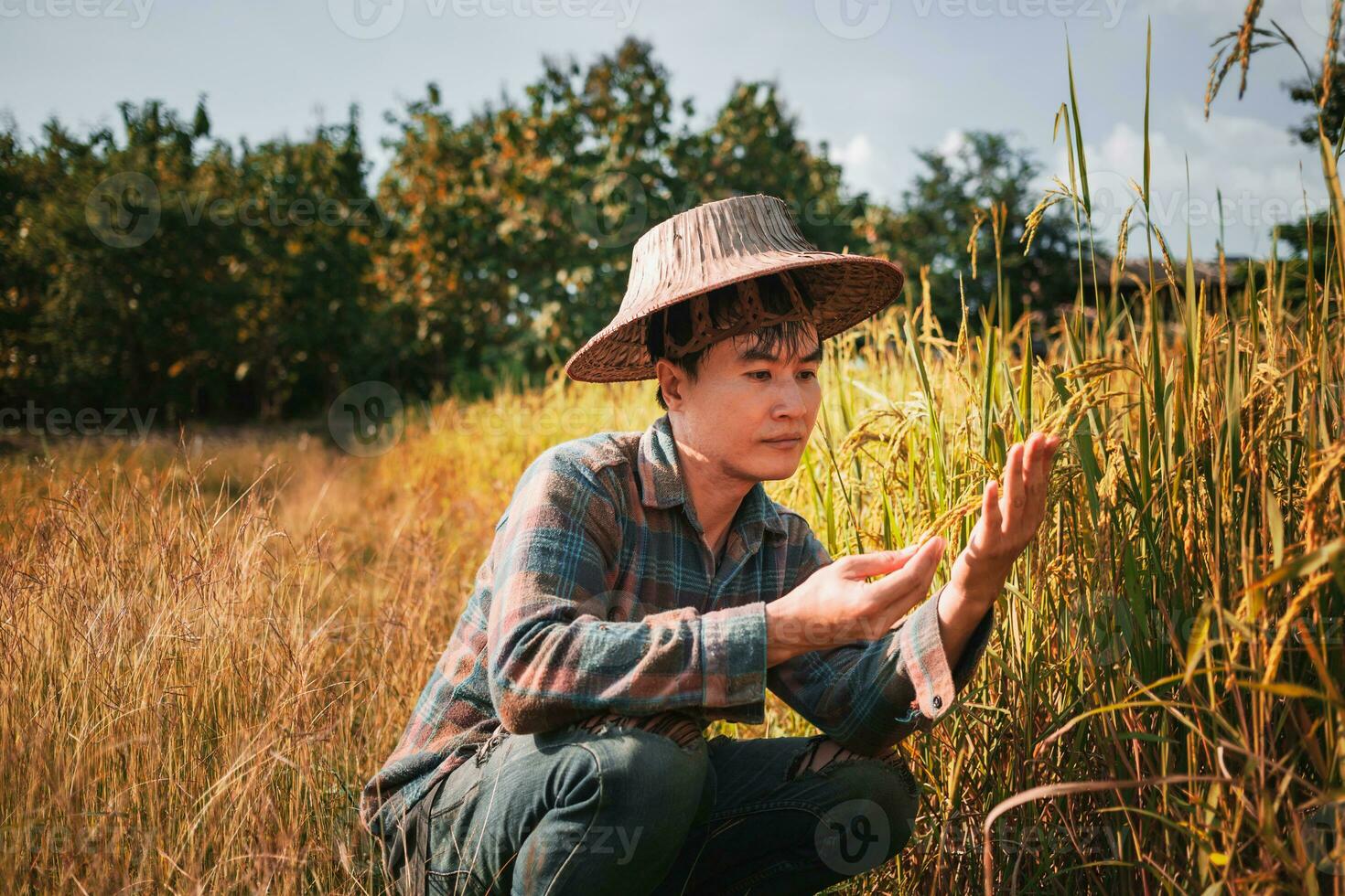 happy Asian man farmer harvesting rice in fram, a young farmer standing in a paddy field examining crops at sunset. photo