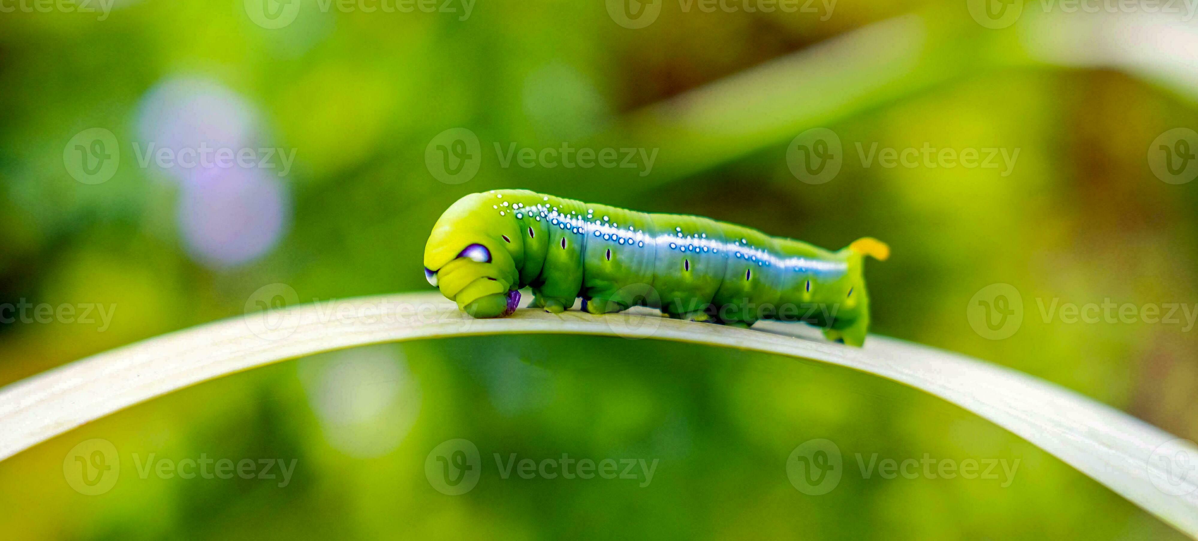 Bright green butterfly caterpillar with big eyes.The big green