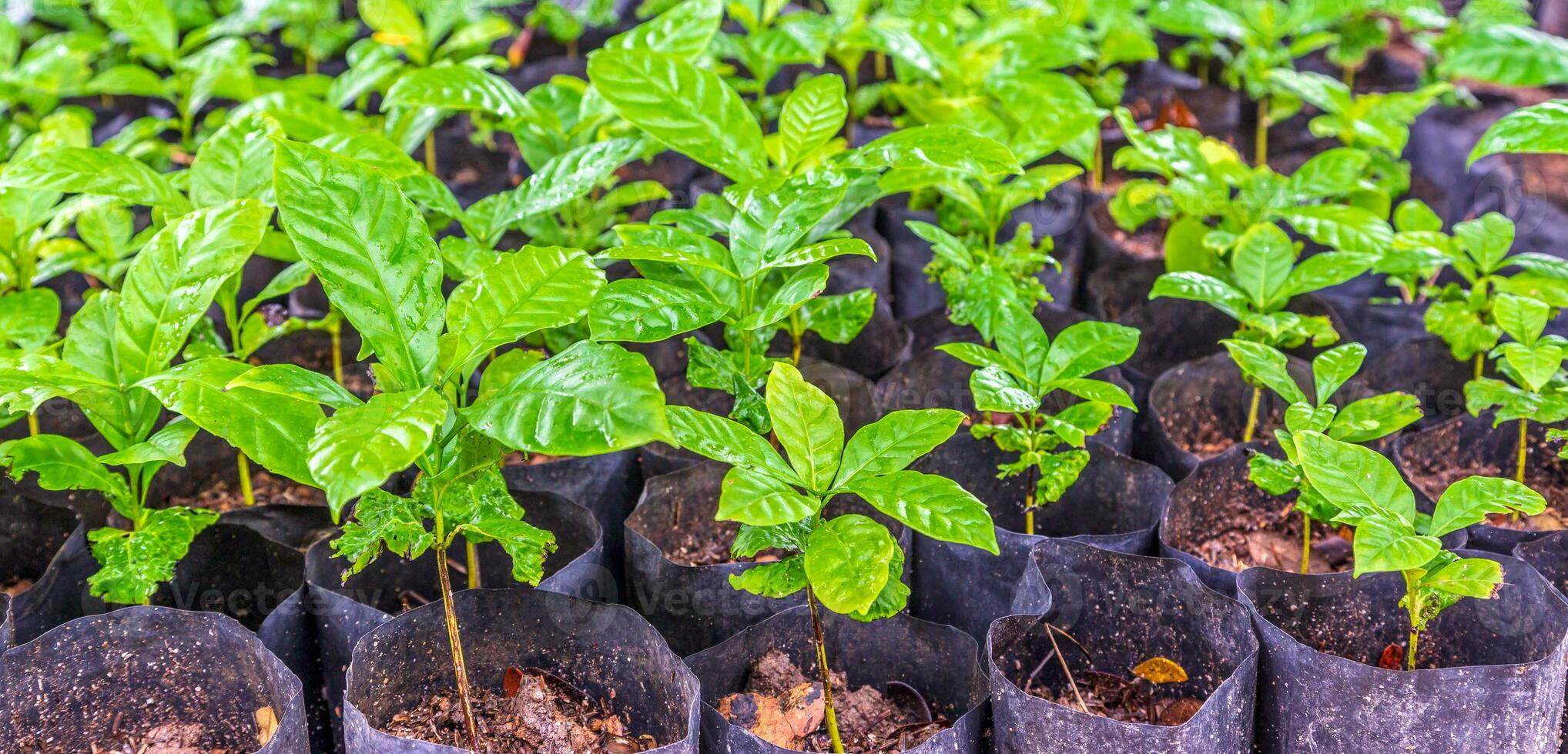 Seedlings of small coffee trees in the nursery to prepare for planting photo