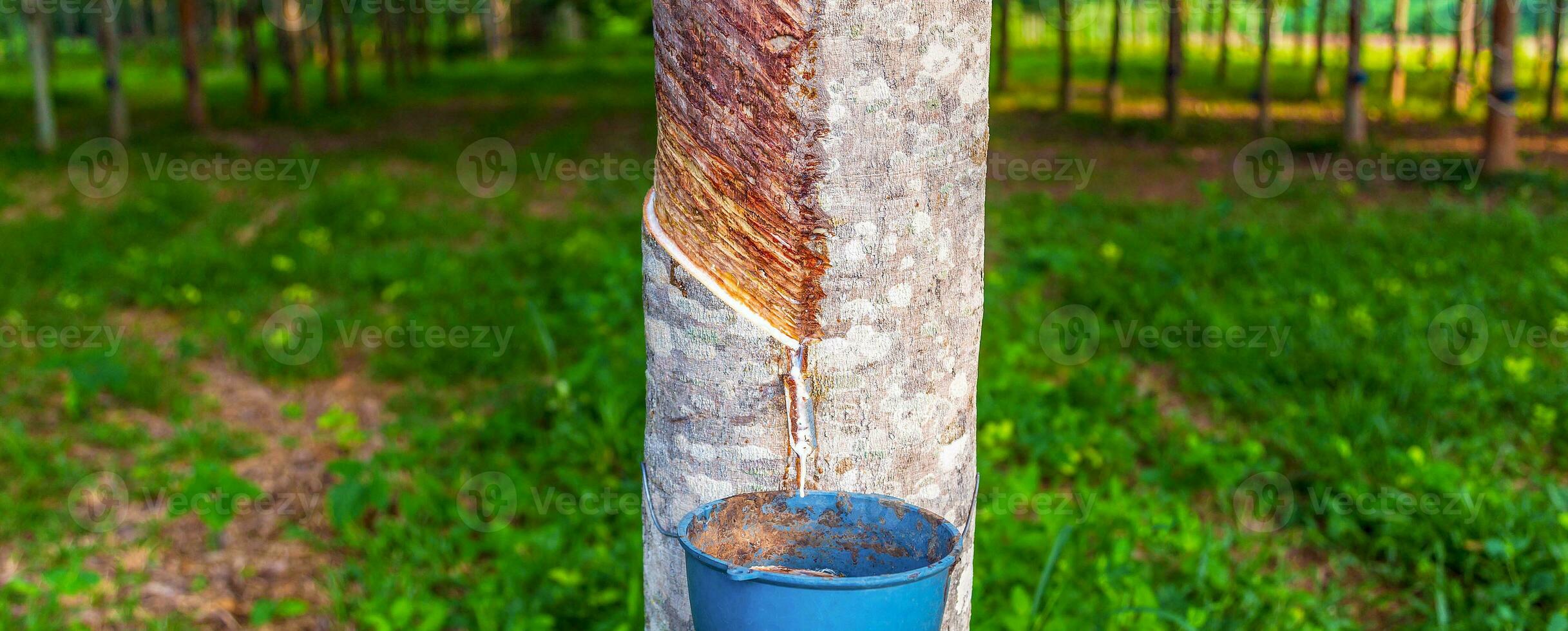 Rubber tree and bowl filled with latex in a rubber plantation photo