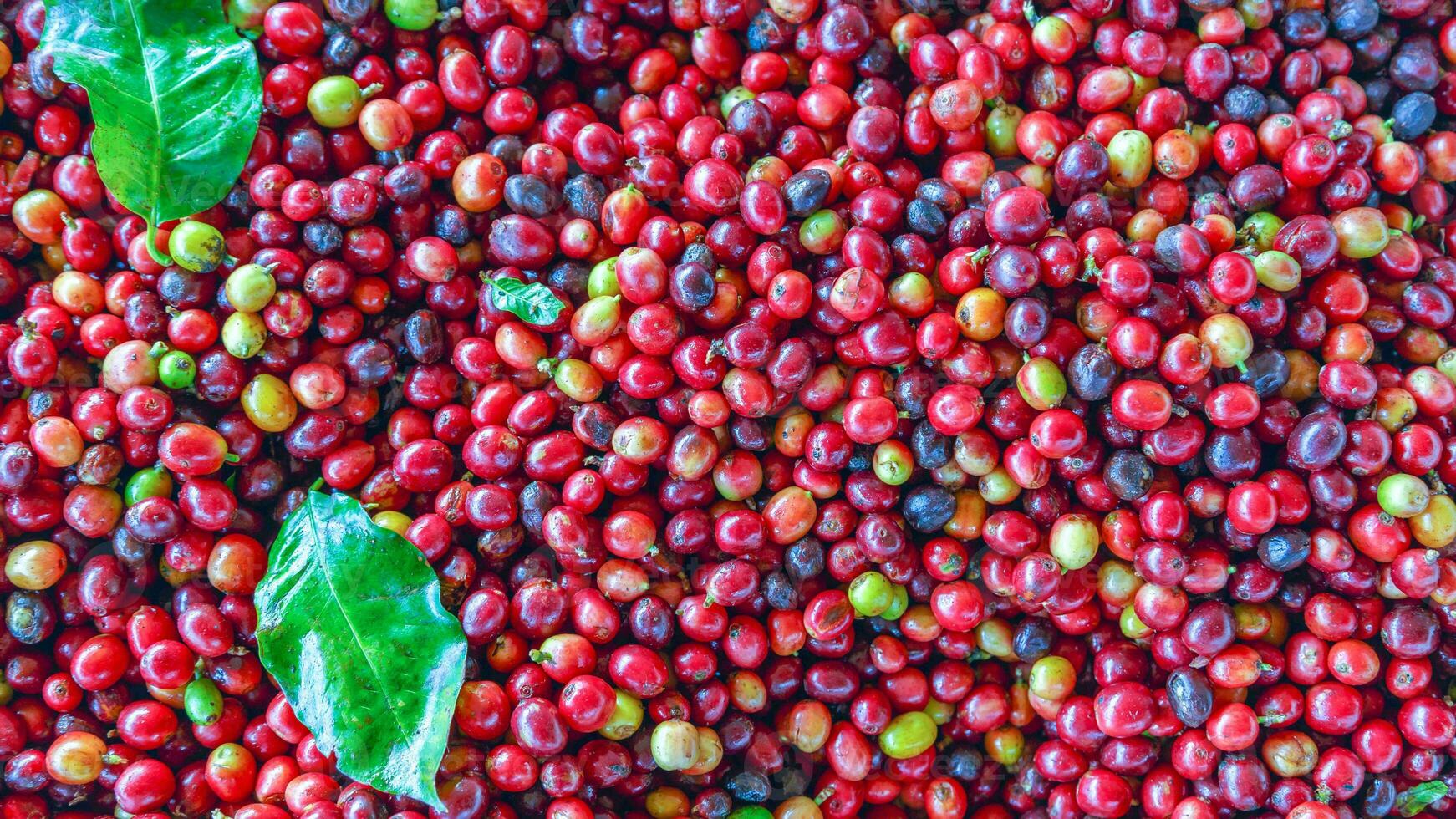 Close up of fresh red raw berry coffee beans and Coffee leaves photo