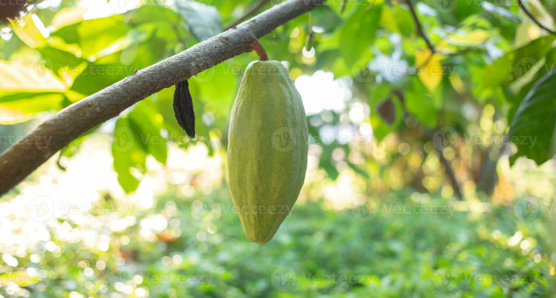 Fresh cacao pod or young green raw cocoa on cocoa treee photo