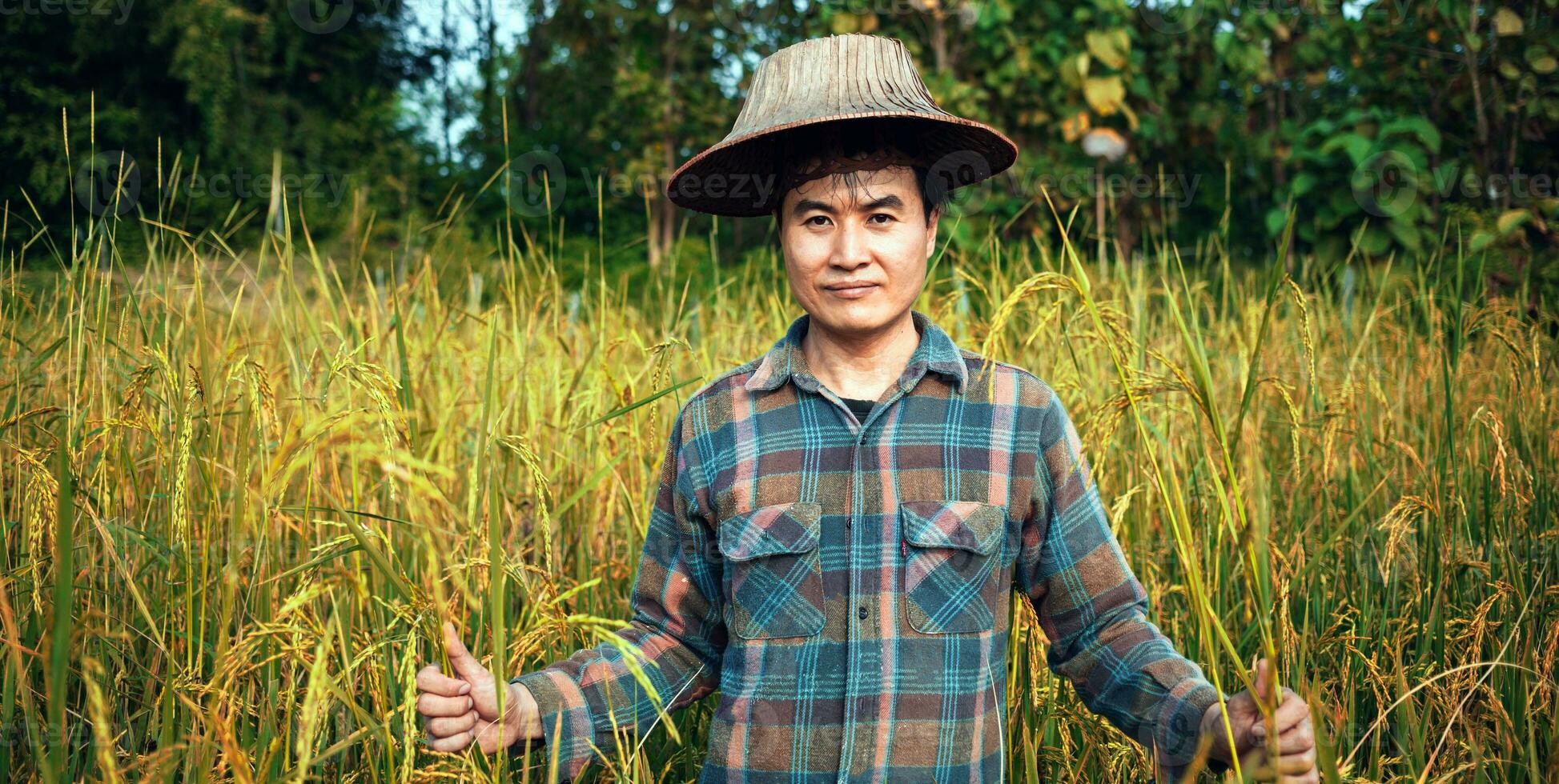 happy Asian man farmer harvesting rice in fram, a young farmer standing in a paddy field examining crops at sunset. photo
