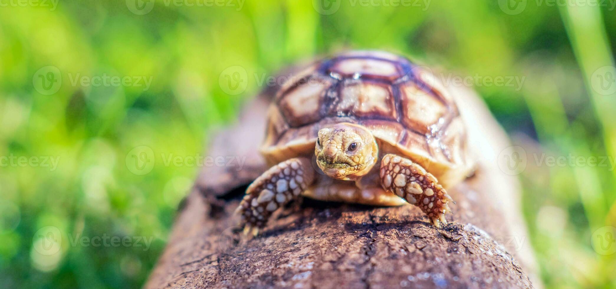 Close up of Sulcata tortoise or African spurred tortoise classified as a large tortoise in nature, Beautiful baby African spur tortoises on large log photo
