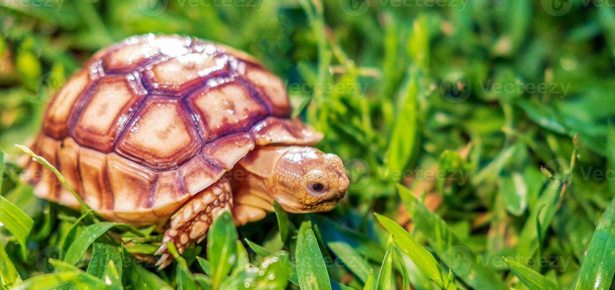 Close up of Sulcata tortoise or African spurred tortoise classified as a large tortoise in nature, Beautiful baby African spur tortoises photo